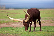 Ankole cattle (Bos indicus) grazing, Ol Pejeta conservancy, Kenya, October 2009