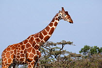 Reticulated giraffe (Giraffa camelopardalis reticulata) Ol Pejeta conservancy, Kenya, October