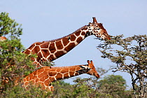 Reticulated giraffe (Giraffa camelopardalis reticulata) adult and juvenile browsing on vegetation, Ol Pejeta conservancy, Kenya, October