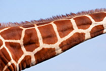 Close up of skin pattern on neck of Reticulated giraffe (Giraffa camelopardalis reticulata) Ol Pejeta conservancy, Kenya, October
