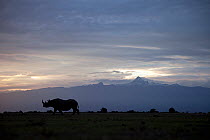 Silhouette of Black rhinoceros (Diceros bicornis) at dawn, Ol Pejeta conservancy, Kenya, October