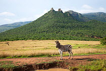 Common zebra (Equus quagga) in Itala game reserve, South Africa, November 2009