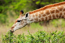 Giraffe (Giraffa camelopardalis) browsing on Acacia bush, Itala game reserve, South Africa, November 2009
