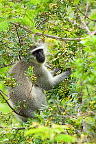 Vervet monkey (Chlorocebus / Cercopithecus aethiops) male feeding on fruit in tree, Itala game reserve, South Africa, November