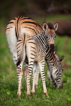 Common zebra (Equus quagga) mother and foal, Itala game reserve, South Africa, November
