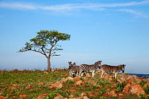 Common zebra (Equus quagga) herd in rocky landscape, Itala game reserve, South Africa, November 2009