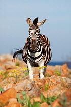 Common zebra (Equus quagga) in rocky landscape, Itala game reserve, South Africa, November