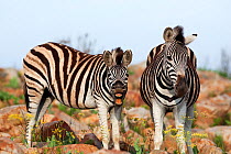 Common zebra (Equus quagga) in rocky landscape, one braying / yawning, Itala game reserve, South Africa, November