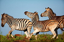 Common zebra (Equus quagga) three interacting, Itala game reserve, South Africa, November