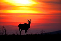 Silhouette of Eland (Taurotragus oryx) at dawn, Itala game reserve, South Africa, November