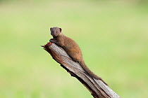 Dwarf mongoose (Helogale parvula) resting on dead wood,  Chobe NP, Botswana, December