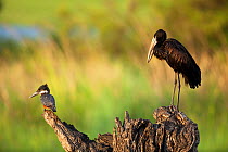 African openbill stork (Anastomous lamelligerus) (right) and Giant kingfisher (Ceryle maxima) perched on stump,  Chobe NP, Botswana, December