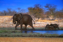 African elephant (Loxodonta africana) female and two calves coming out of water, Etosha NP, Namibia