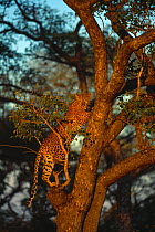 Leopard (Panthera pardus) female climbing tree, Sabi Sand GR, South Africa