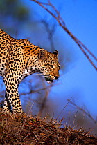 Leopard (Panthera pardus) female, Sabi Sand GR, South Africa