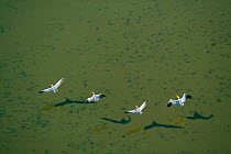 Aerial view of four Eastern white pelicans (Pelecanus onocrotalus) flying over water, Zululand, South Africa