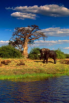 African elephant (Loxodonta africana) bull standing beside water and Baobab tree after bathing in river, Chobe NP, Botswana