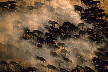 Aerial view of herd of African buffalo (Syncerus caffer) on the move, Okavango delta, Botswana