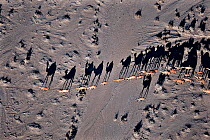 Aerial view of herd of Dromedary camels (Camelus dromedarius) with long shadows, northern Kenya