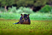 Hippopotamus (Hippopotamus amphibius) amongst water hyacinth in water, Okavango delta, Botswana