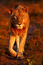 African lion (Panthera leo) male walking, Sabi Sand GR, South Africa