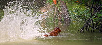 Young male Proboscis Monkey (Nasalis larvatus) swimming across a river having just jumped in from the trees above. Bako National Park, Sarawak, Borneo, Malaysia, April 2010.