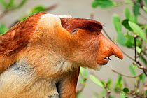 Head profile portrait of mature male Proboscis Monkey (Nasalis larvatus) showing aggression at another male. Bako National Park, Sarawak, Borneo, Malaysia, April 2010.