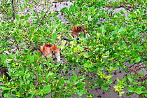 Male Proboscis Monkeys (Nasalis larvatus) feeding in trees in a mangrove swamp at low tide. Bako National Park, Sarawak, Borneo, Malaysia, April 2010.