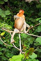 Juvenile male Proboscis Monkey (Nasalis larvatus) sitting in a tree scratching. Bako National Park, Sarawak, Borneo, Malaysia, April 2010.