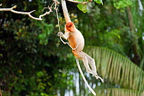 Sub-mature male Proboscis Monkey (Nasalis larvatus) swinging from a liana. Bako National Park, Sarawak, Borneo, Malaysia, April 2010.