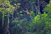 Male Proboscis monkey (Nasalis larvatus) jumping through the forest canopy, Sequence 2/5 . Bako National Park, Sarawak, Borneo, Malaysia. March 2010.