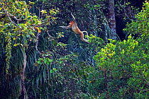 Male Proboscis monkey (Nasalis larvatus) jumping through the forest canopy, Sequence 3/5. Bako National Park, Sarawak, Borneo, Malaysia, March 2010.