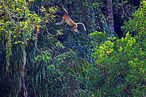 Male Proboscis monkey (Nasalis larvatus) jumping through the forest canopy, Sequence 4/5. Bako National Park, Sarawak, Borneo, Malaysia, March 2010.