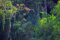 Male Proboscis Monkey (Nasalis larvatus) jumping through the forest canopy, Sequence 5/5. Bako National Park, Sarawak, Borneo, Malaysia, March 2010.