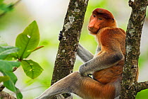 Sub-mature male Proboscis Monkey (Nasalis larvatus) sitting in a tree. Bako National Park, Sarawak, Borneo, Malaysia. Mar 2010.