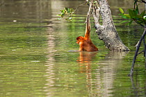 Sub-mature male Proboscis Monkey (Nasalis larvatus) entering the river to swim across to reach a new feeding area. Bako National Park, Sarawak, Borneo, Malaysia, April 2010.