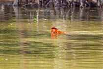 Sub-mature male Proboscis Monkey (Nasalis larvatus) swimming across a river to reach a new feeding area. Bako National Park, Sarawak, Borneo, Malaysia, April 2010.