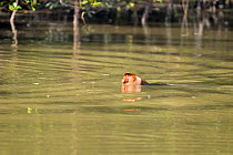 Sub-mature male Proboscis Monkey (Nasalis larvatus) swimming across a river to reach a new feeding area. Bako National Park, Sarawak, Borneo, Malaysia,  April 2010.