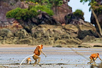 Troop of Proboscis Monkeys (Nasalis larvatus) walking on their hindlegs through the mudflats revealed at low tide. Bako National Park, Sarawak, Borneo, Malaysia, March 2010.