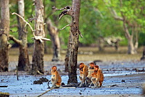 Troop of Proboscis Monkeys (Nasalis larvatus) sitting on the mudflats of a mangrove swamp revealed at low tide (Nasalis larvatus). Bako National Park, Sarawak, Borneo, Malaysia, March 2010.