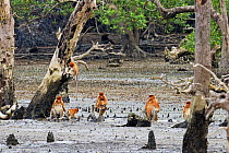 Troop of Proboscis Monkeys (Nasalis larvatus) sitting on the mudflats of a mangrove swamp revealed at low tide. Bako National Park, Sarawak, Borneo, Malaysia, April 2010.