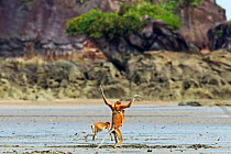 Female Proboscis Monkey (Nasalis larvatus) carrying a baby walking on hindlegs with a juvenile through the mudflats revealed at low tide, Bako National Park, Sarawak, Borneo, Malaysia, March 2010.