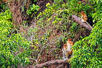 Female Proboscis Monkey (Nasalis larvatus) carrying a baby and a juvenile sitting amongst the trees in the forest canopy. Bako National Park, Sarawak, Borneo, Malaysia, March 2010.