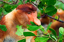 Head portrait of mature male Proboscis Monkey (Nasalis larvatus) feeding on leaves. Bako National Park, Sarawak, Borneo, Malaysia, April 2010.