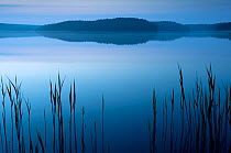Common reeds (Phragmites australis), Frstenseer Lake at Mritz National Park, Mecklenburg-Western Pommerania, Germany.
