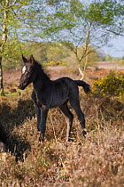 New Forest pony foal, New Forest NP, Hampshire, England, 2009