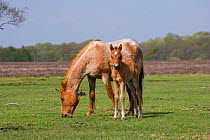 New Forest pony, foal beside his grazing mother, New Forest NP, Hampshire, England, 2009