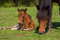 New Forest pony newborn foal resting near his grazing mother, New Forest NP, Hampshire, England, 2009