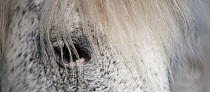New Forest pony, close up of eye of grey mare, New Forest NP, Hampshire, England, 2009