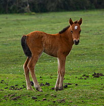 New Forest pony foal standing, New Forest NP, Hampshire, England, United Kingdom. 2009